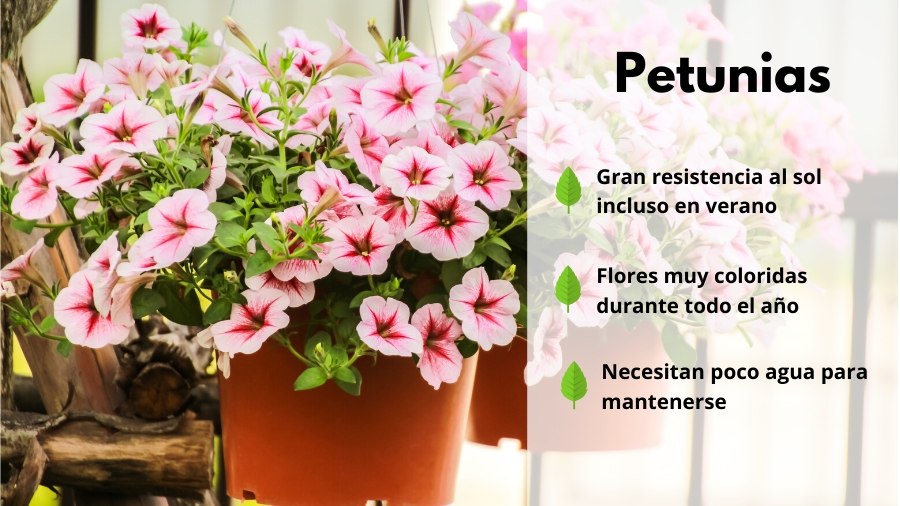 Hablar en voz alta nativo cortar Las plantas más resistentes al frío y calor para el exterior • En Estado  Crudo