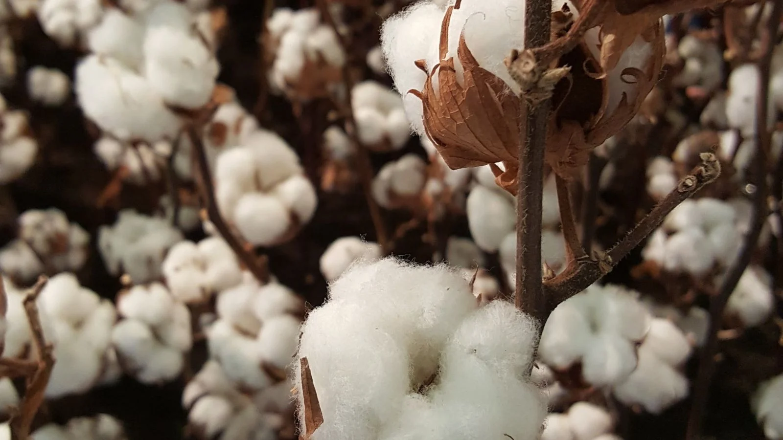 Qué es el algodón orgánico?