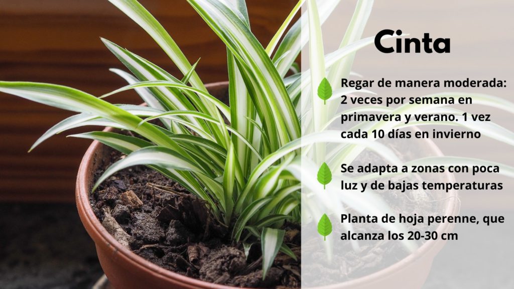 10 plantas de interior resistentes que requieren poca luz