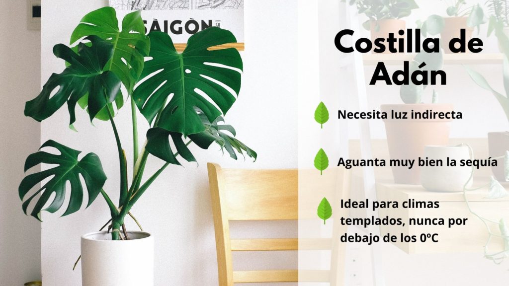 10 plantas de interior resistentes que requieren poca luz