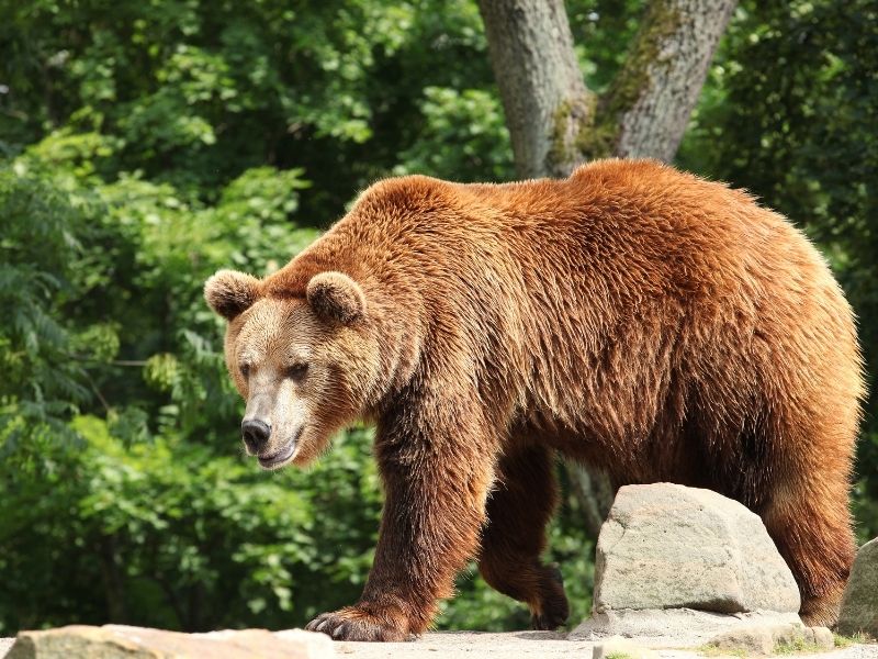 Ocho tipos de osos del mundo y lo que debes saber de ellos