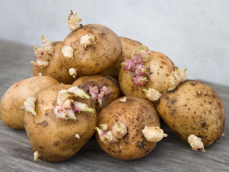 Por qué las patatas se estropean antes si las guardas junto a las cebollas