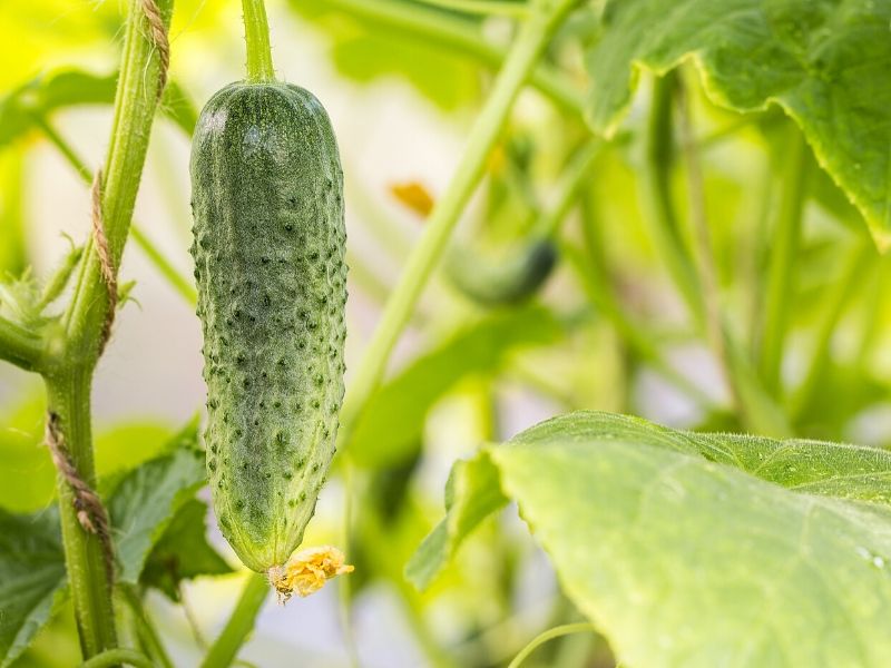 pureza Clip mariposa Adicto 15 verduras y frutas que puedes cultivar en casa fácilmente