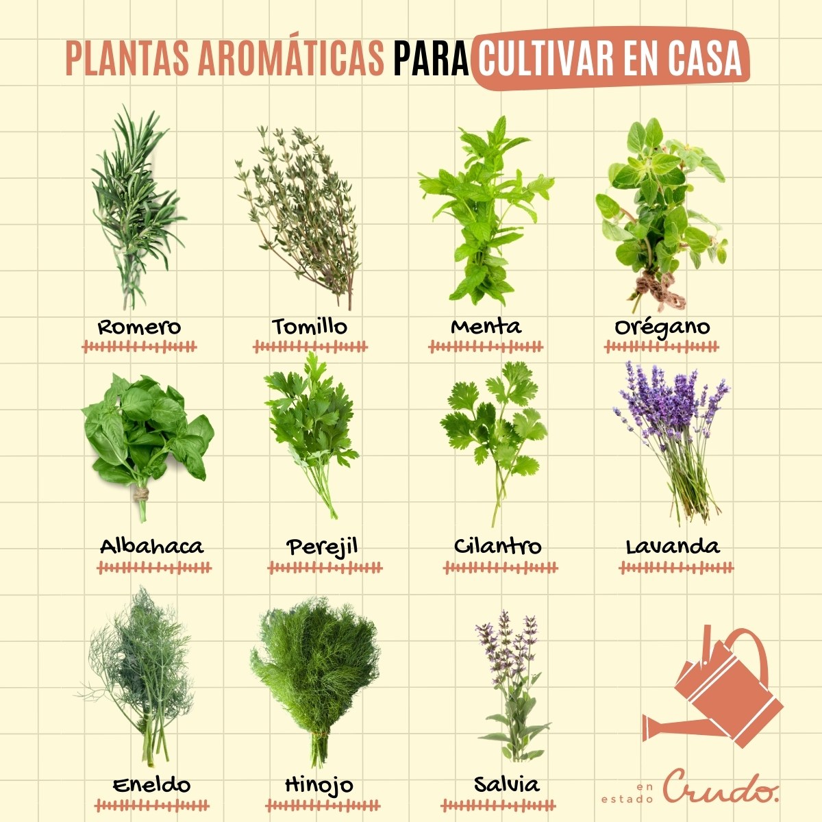 11 hierbas aromáticas que podemos plantar fácilmente en casa