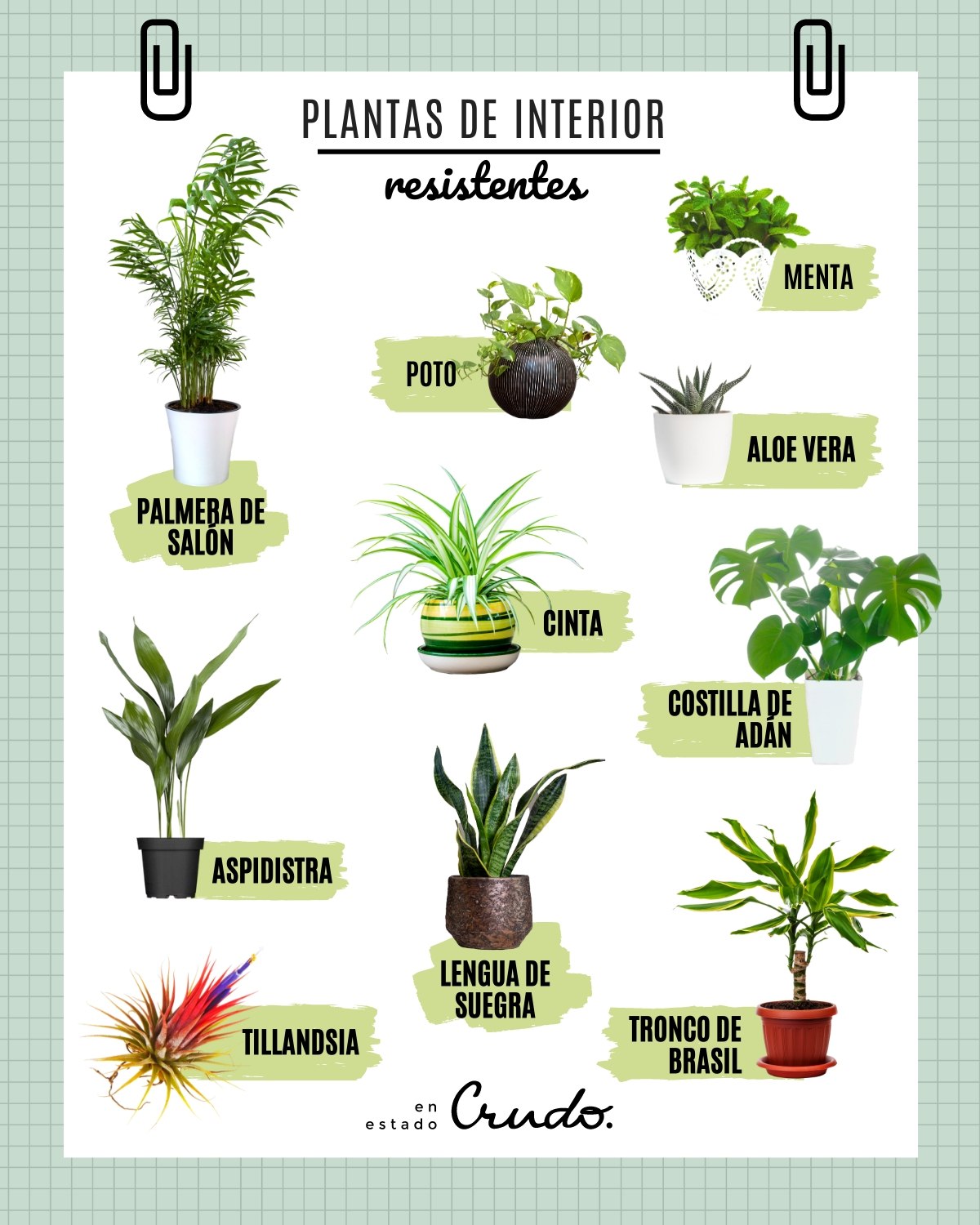 10 plantas de interior resistentes que requieren poca luz