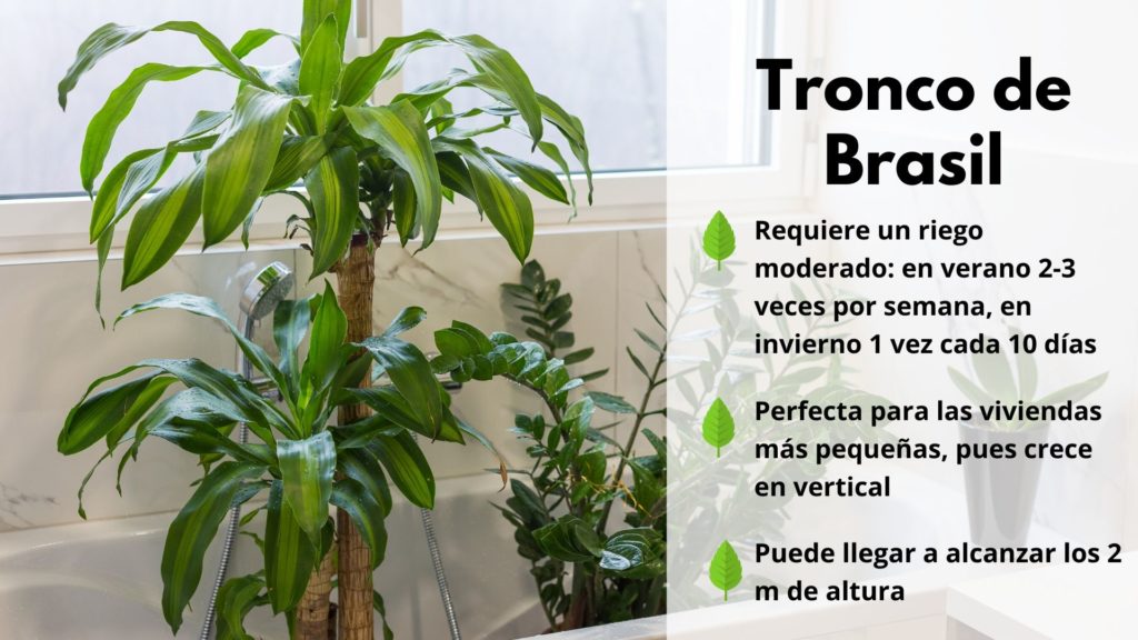 10 plantas de interior resistentes que requieren poca luz